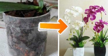 10 conseils simples et pratiques pour faire fleurir des orchidées à la maison