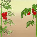 11 astuces pour que vos tomates poussent parfaitement