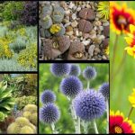 24 Plantes Qui Poussent Dans Votre Jardin SANS EAU (ou Presque).