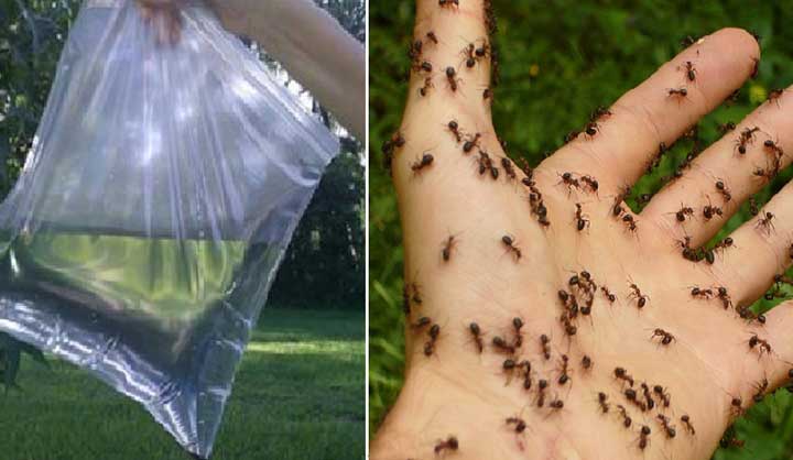 6 Manières Simples pour se Débarrasser des Insectes dans la Maison