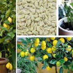 Comment faire germer des graines de citron pour obtenir un arbre magnifique dans votre jardin