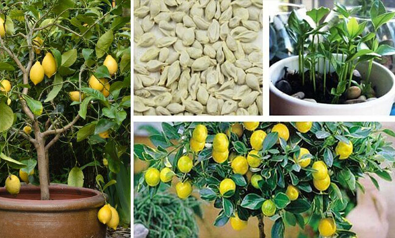 Comment faire germer des graines de citron pour obtenir un arbre magnifique dans votre jardin