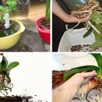 Comment rempoter une orchidée facilement