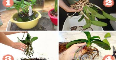 Comment rempoter une orchidée facilement