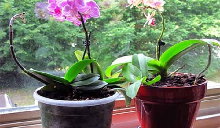 Comment soigner une orchidée !?