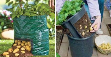 Cultiver des pommes de terre en appartement : comment faire ?