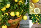Voici comment cultiver un nombre illimité de citrons dans votre propre cuisine : 1 graine est tout ce dont vous avez besoin