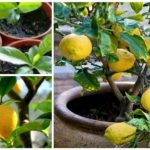 Voici comment faire pousser des citrons en illimité chez vous en utilisant une graine