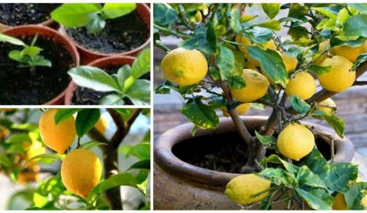 Voici comment faire pousser des citrons en illimité chez vous en utilisant une graine