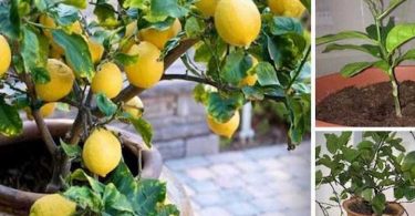 Voici comment faire pousser facilement un citronnier à partir de graines dans votre propre maison