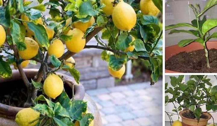 Voici comment faire pousser facilement un citronnier à partir de graines dans votre propre maison
