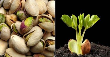Apprenez à faire germer et cultiver des pistaches en pot en toute simplicité