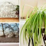 5 plantes d’intérieur qui éliminent la moisissure et la condensation à la maison