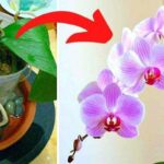 Mes 7 Secrets Pour Faire Refleurir une Orchidée à Tous les Coups.