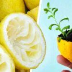 Ne jetez plus la peau du citron, voici comment l’utiliser pour faire pousser un citronnier