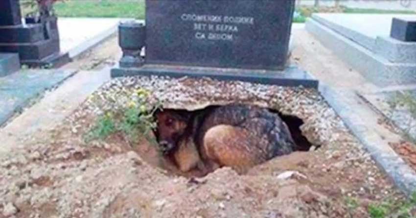 Dans un cimetière, une chienne refuse de s’éloigner d’une tombe