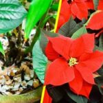 L’astuce de génie pour faire fleurir les plantes très rapidement
