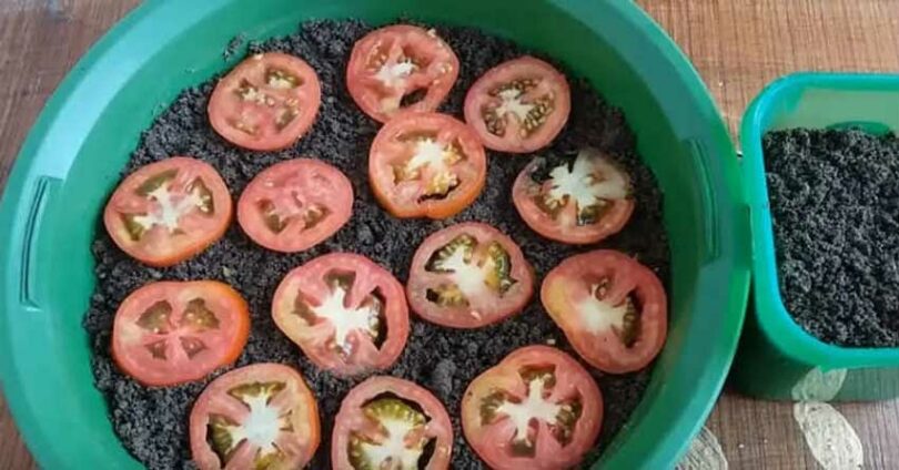 Voici comment cultiver des tomates à la maison (étape par étape)