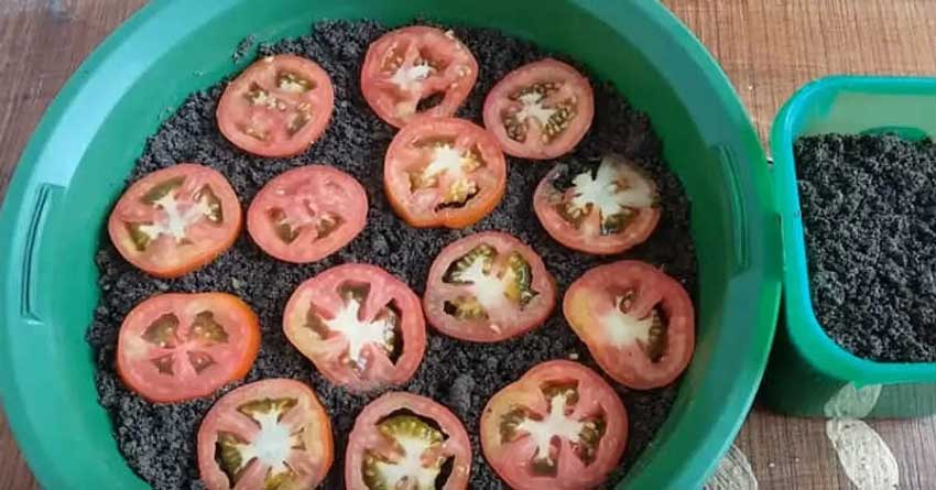 Voici comment cultiver des tomates à la maison (étape par étape)