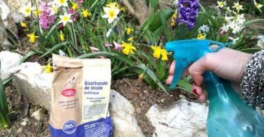 Le bicarbonate : le fongicide naturel que tous les jardiniers devraient connaître