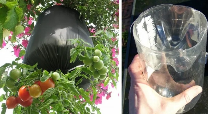Apprenez à planter des tomates avec des bouteilles facilement à la maison (étapes par étapes)