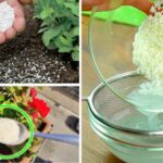 Comment utiliser le riz comme engrais pour les plantes ?