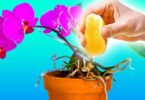 Pourquoi faut-il arroser les orchidées avec du jus de citron? 3 bienfaits que vous ne connaissez pas