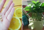 Apprenez à planter du citron dans une tasse et votre maison sentira toujours bon
