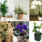 Voici 11 plantes qui attirent le bonheur l’énergie positive et la prospérité dans votre maison