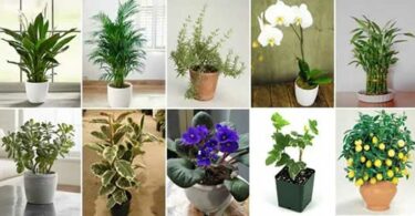 Voici 11 plantes qui attirent le bonheur l’énergie positive et la prospérité dans votre maison