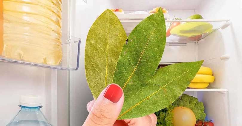 Pourquoi nos grands-mères mettaient des feuilles de laurier au réfrigérateur ? Cela suffisait à résoudre ce grand problème