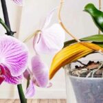 Faites revivre une orchidée fanée grâce à l’astuce des fleuristes : elle refleurira de nouveau