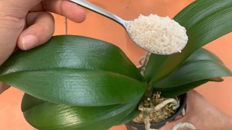 Si vous nourrissez votre orchidée de cette façon, elle fleurira pendant 4 saisons : je ne l’ai jamais eue comme ça auparavant